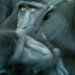 Monkey Puzzel 140409